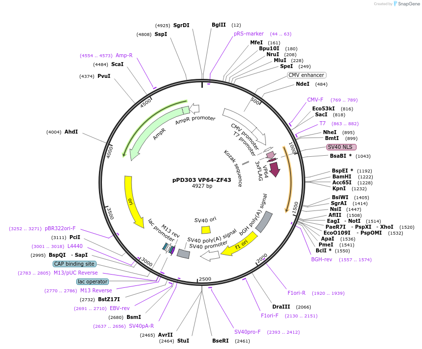 138835-plasmid-map-sequence-id-321725