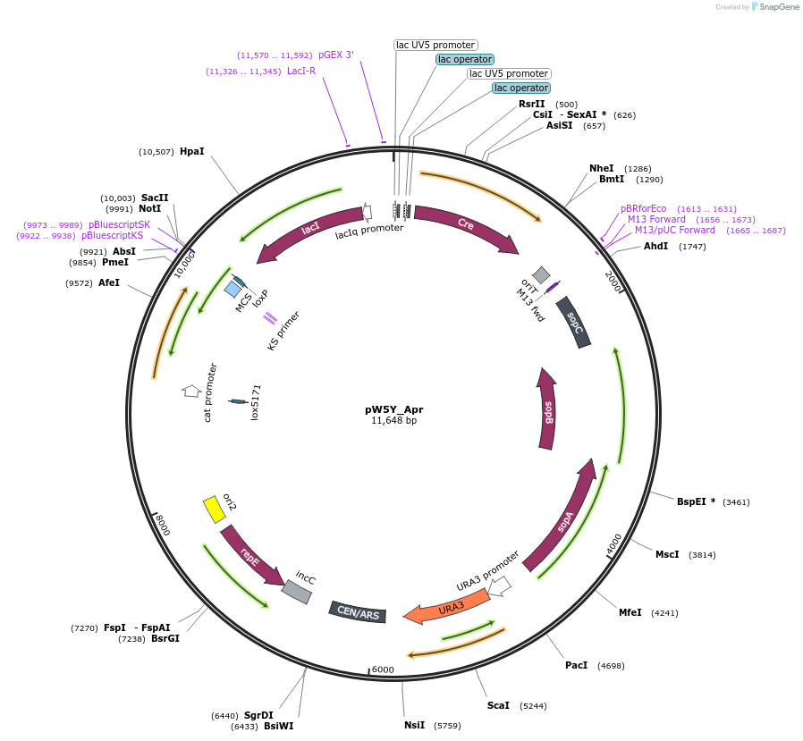158211-plasmid-map-sequence-id-321808