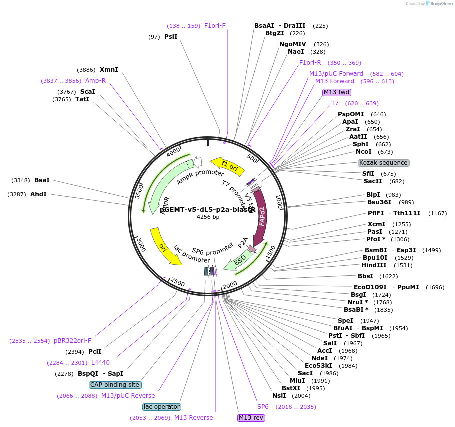 161981-plasmid-map-sequence-id-321810