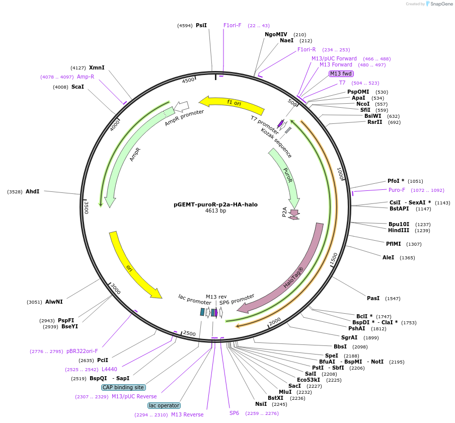 161979-plasmid-map-sequence-id-321812