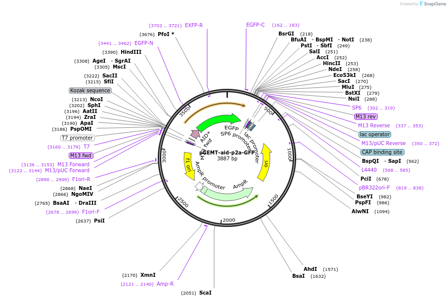161976-plasmid-map-sequence-id-321814