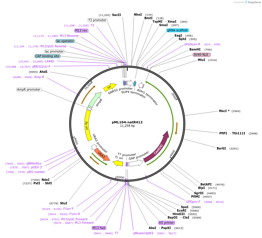 162042-plasmid-map-sequence-id-321817