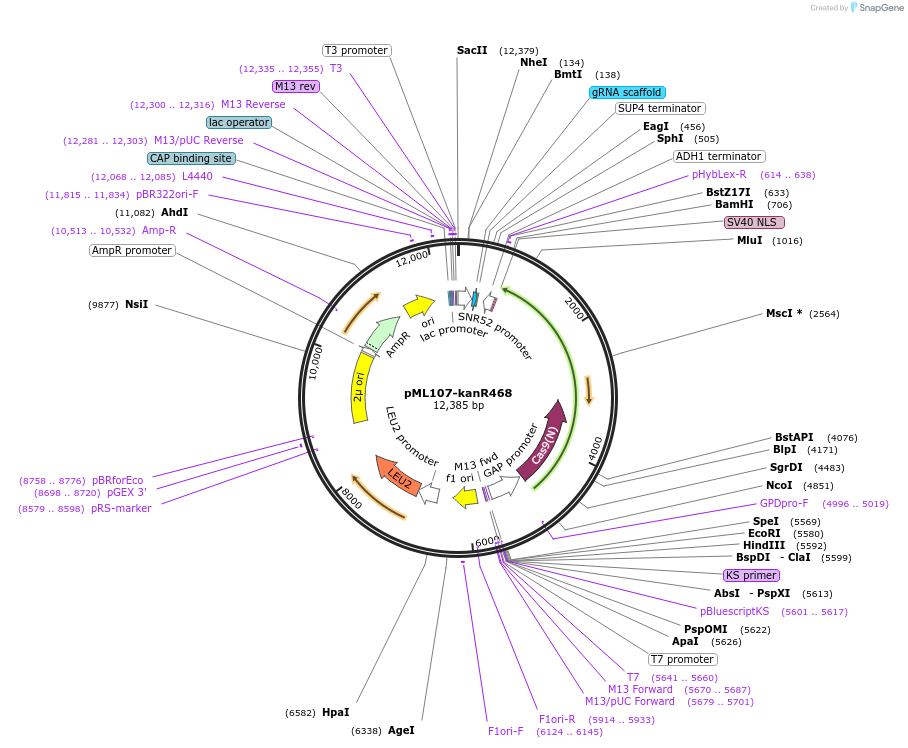 162041-plasmid-map-sequence-id-321818
