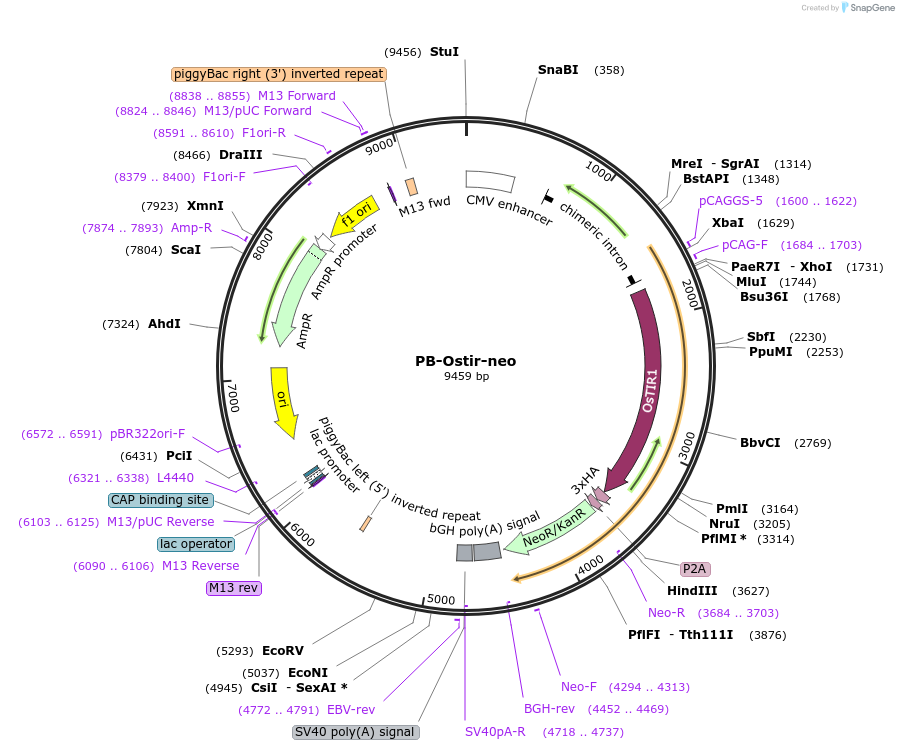 161973-plasmid-map-sequence-id-321827