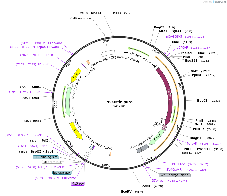 161972-plasmid-map-sequence-id-321828