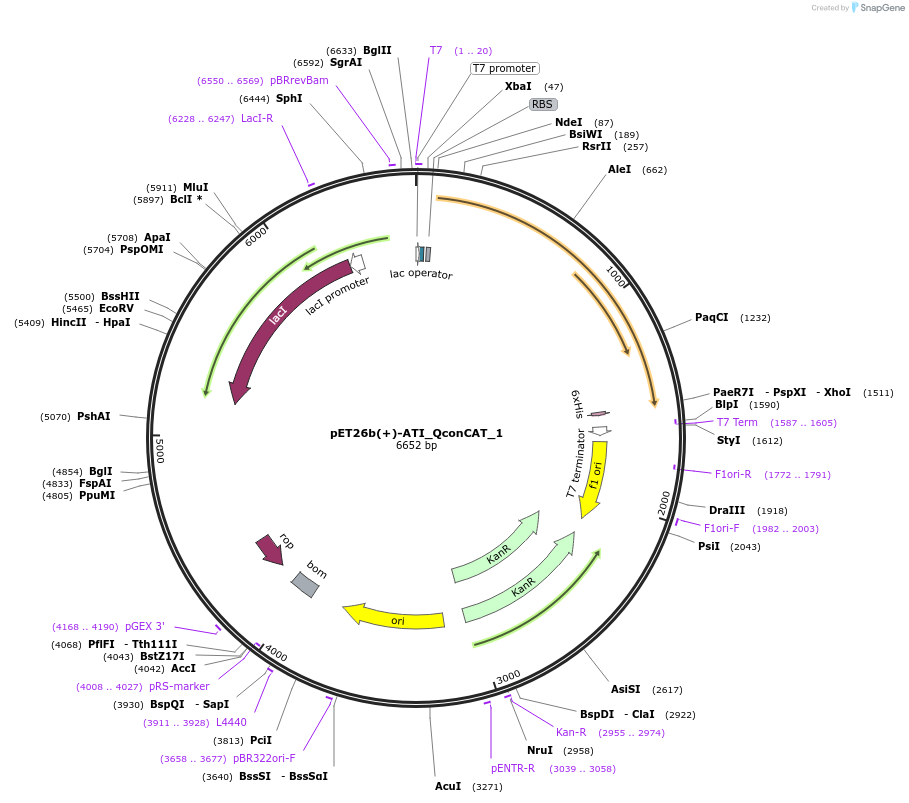 163957-plasmid-map-sequence-id-321834