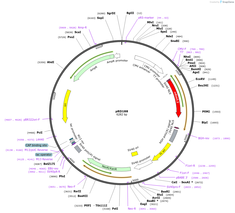 163099-plasmid-map-sequence-id-321840