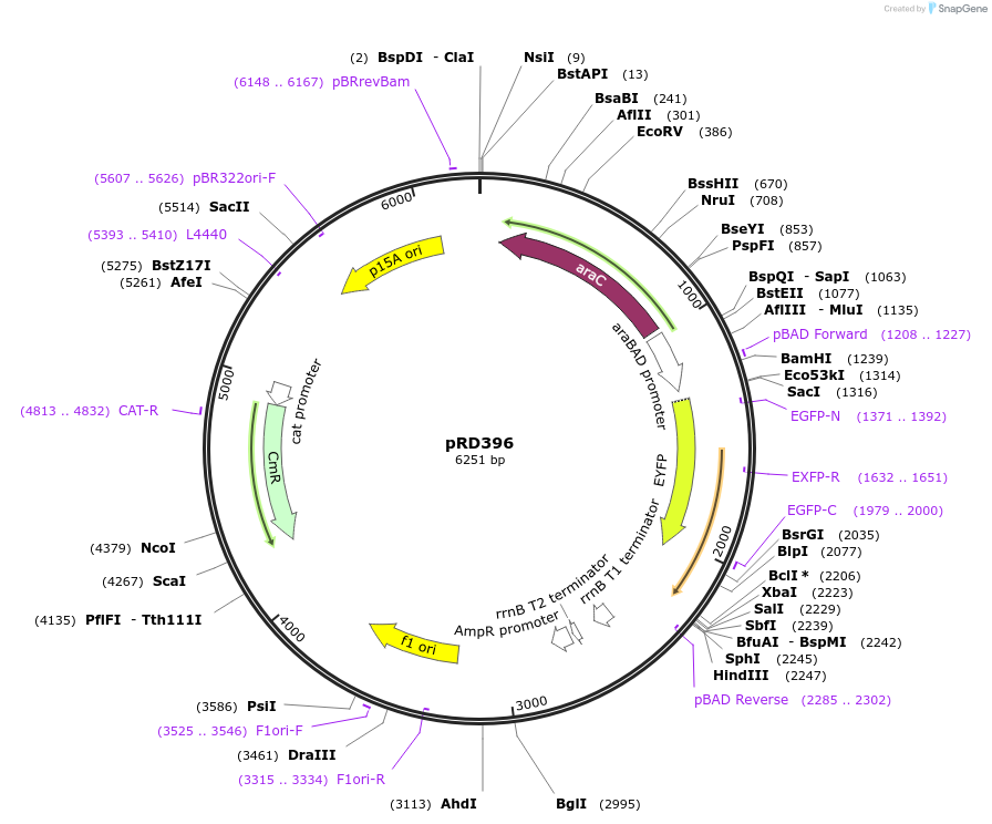 163103-plasmid-map-sequence-id-321844