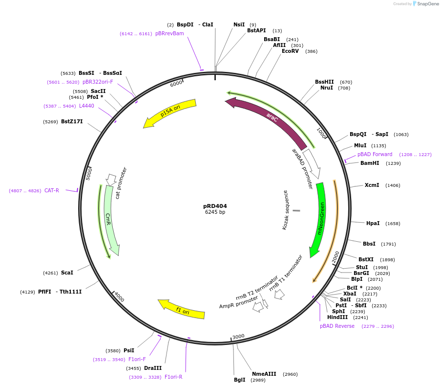 163109-plasmid-map-sequence-id-321850