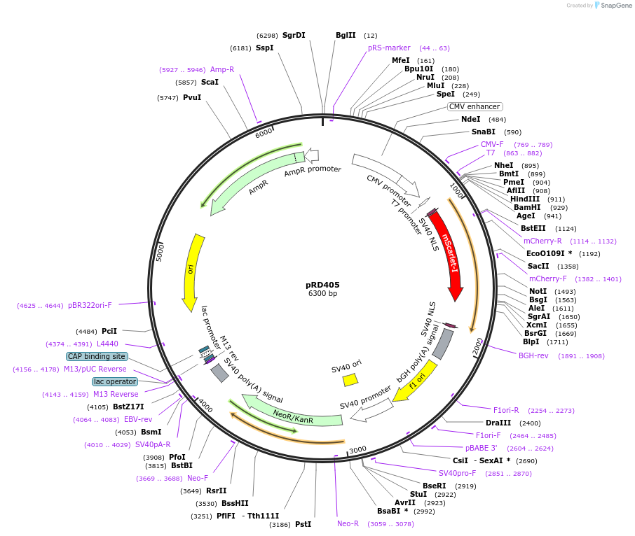 163110-plasmid-map-sequence-id-321851