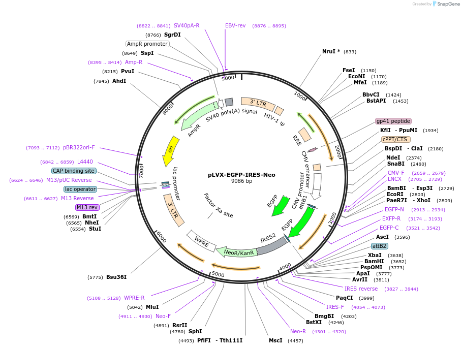 128660-plasmid-map-sequence-id-321865