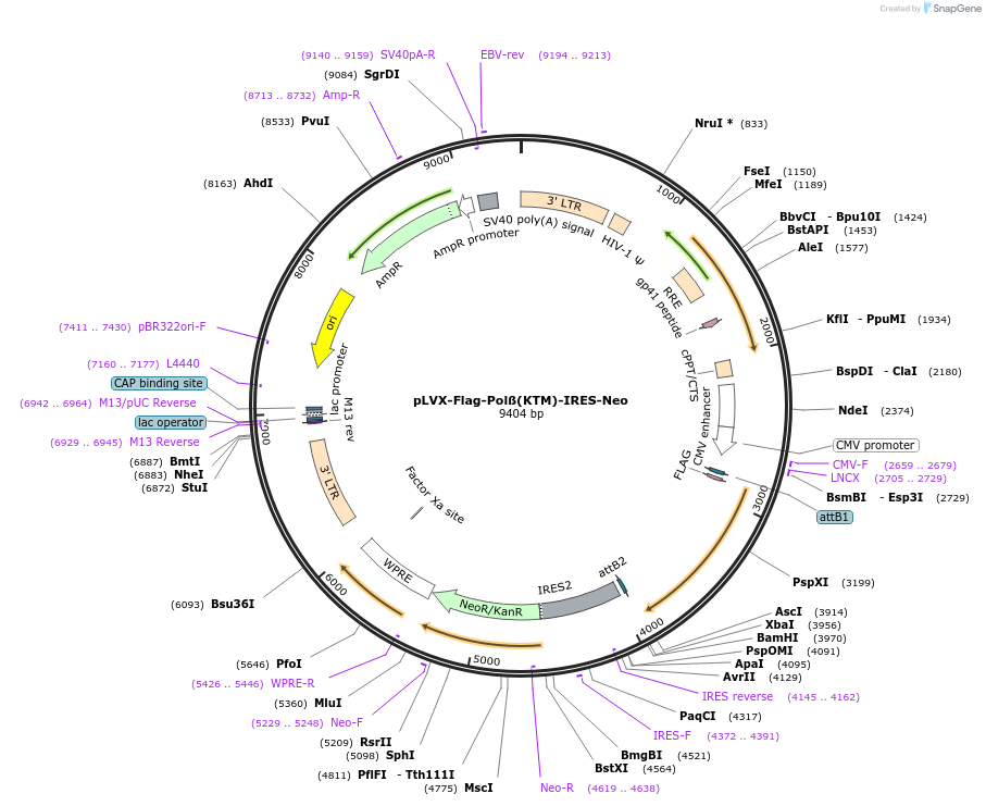 128670-plasmid-map-sequence-id-321868