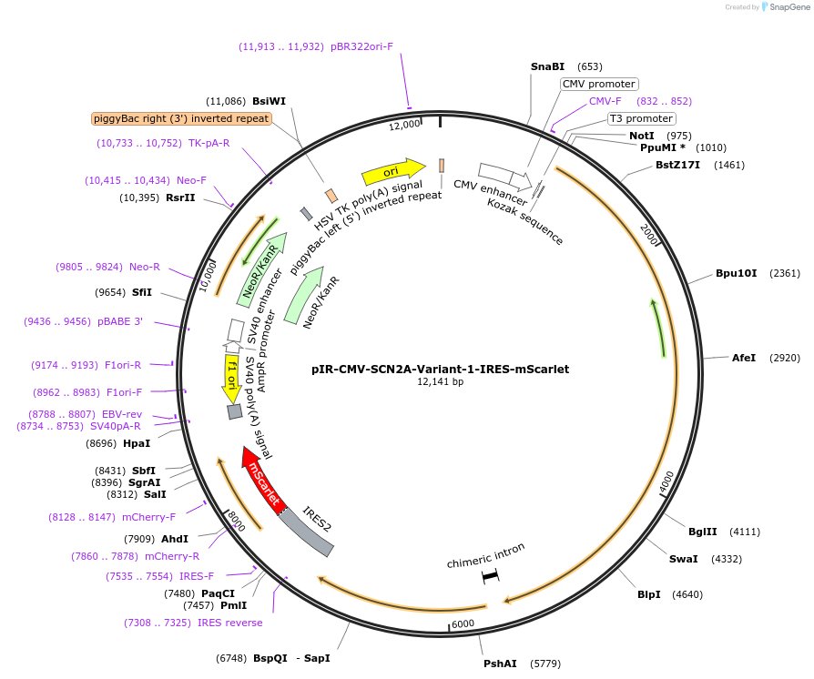 162279-plasmid-map-sequence-id-321873