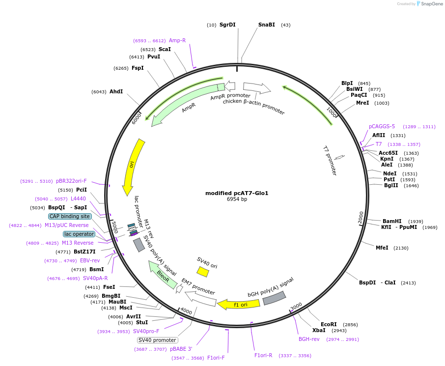 160996-plasmid-map-sequence-id-321881