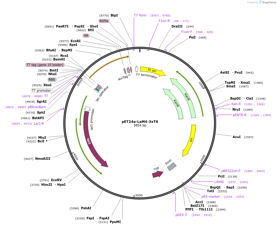 162777-plasmid-map-sequence-id-321882