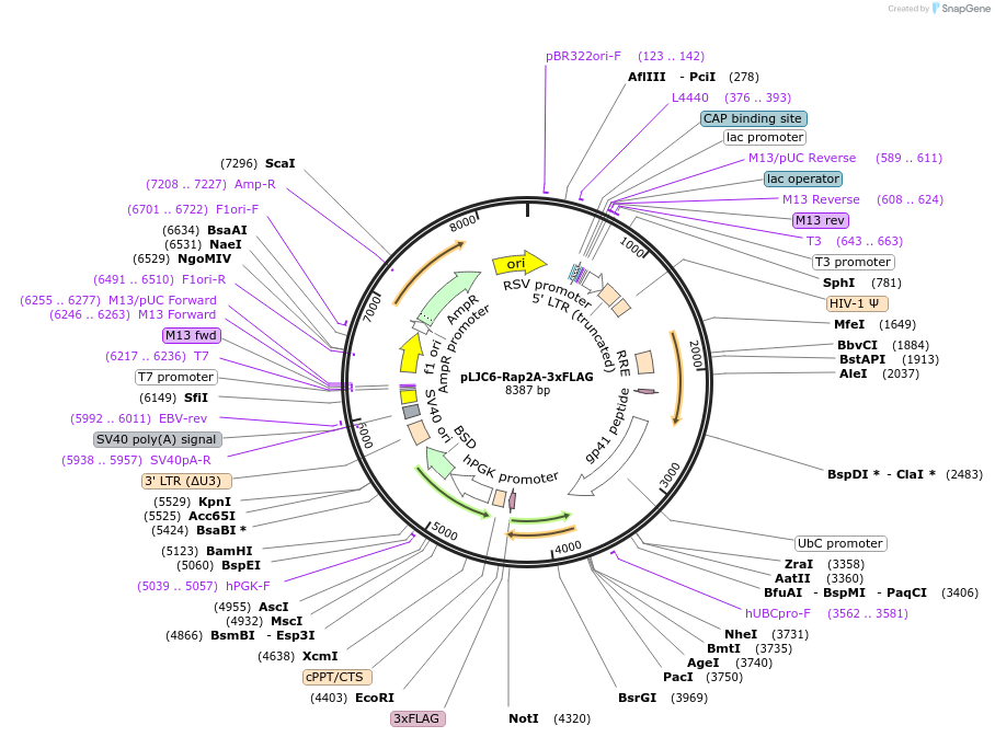 163445-plasmid-map-sequence-id-321900