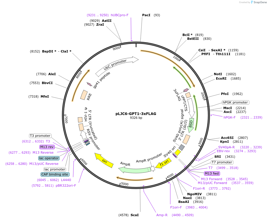 163448-plasmid-map-sequence-id-321901