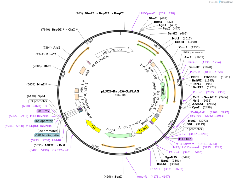 163444-plasmid-map-sequence-id-321902