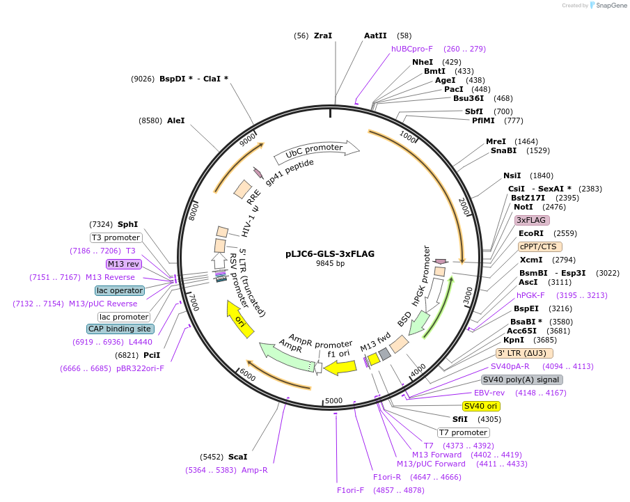 163450-plasmid-map-sequence-id-321906