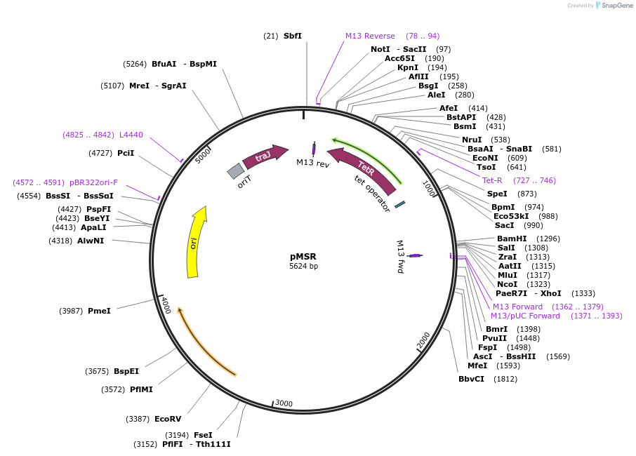 161983-plasmid-map-sequence-id-321920