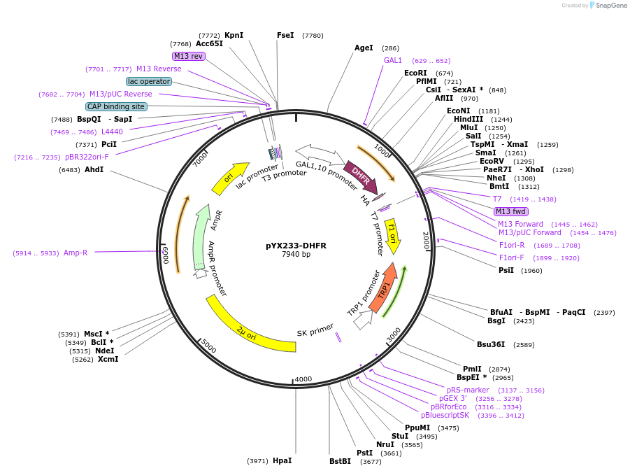 163761-plasmid-map-sequence-id-321921