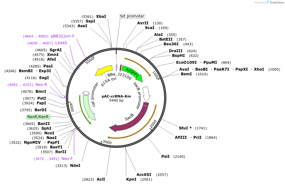 158712-plasmid-map-sequence-id-321925