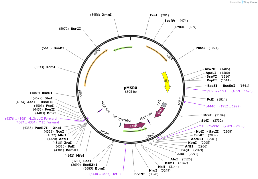 161984-plasmid-map-sequence-id-321926