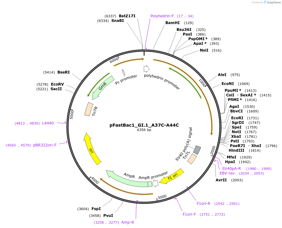 162582-plasmid-map-sequence-id-321932