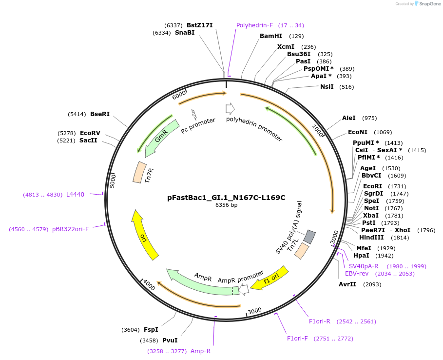 162587-plasmid-map-sequence-id-321935