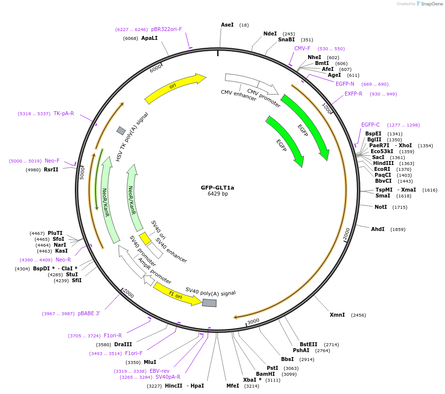 162515-plasmid-map-sequence-id-321937