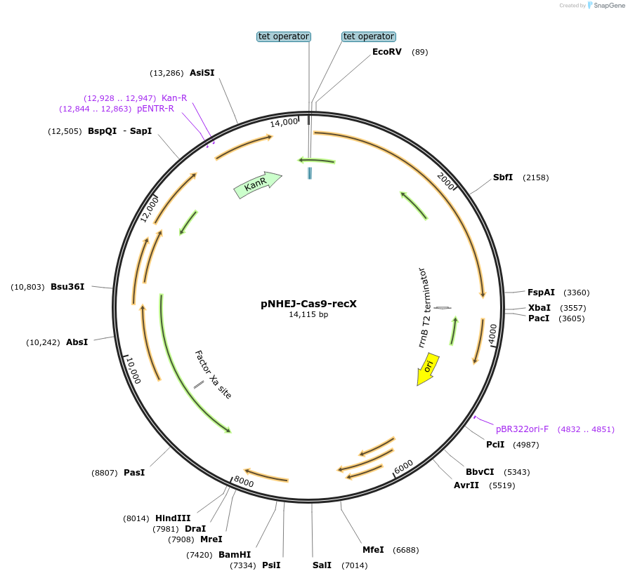 158715-plasmid-map-sequence-id-321939