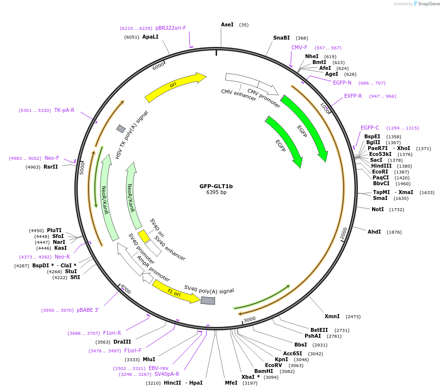 162516-plasmid-map-sequence-id-321942
