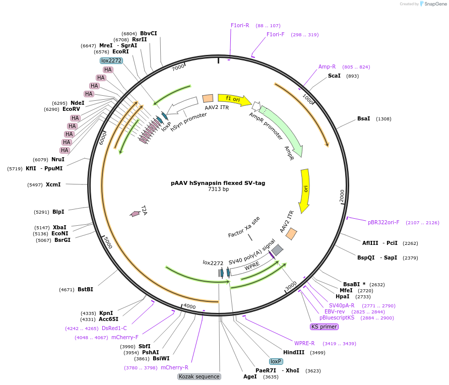 163686-plasmid-map-sequence-id-321943