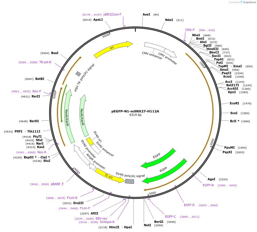163619-plasmid-map-sequence-id-321950