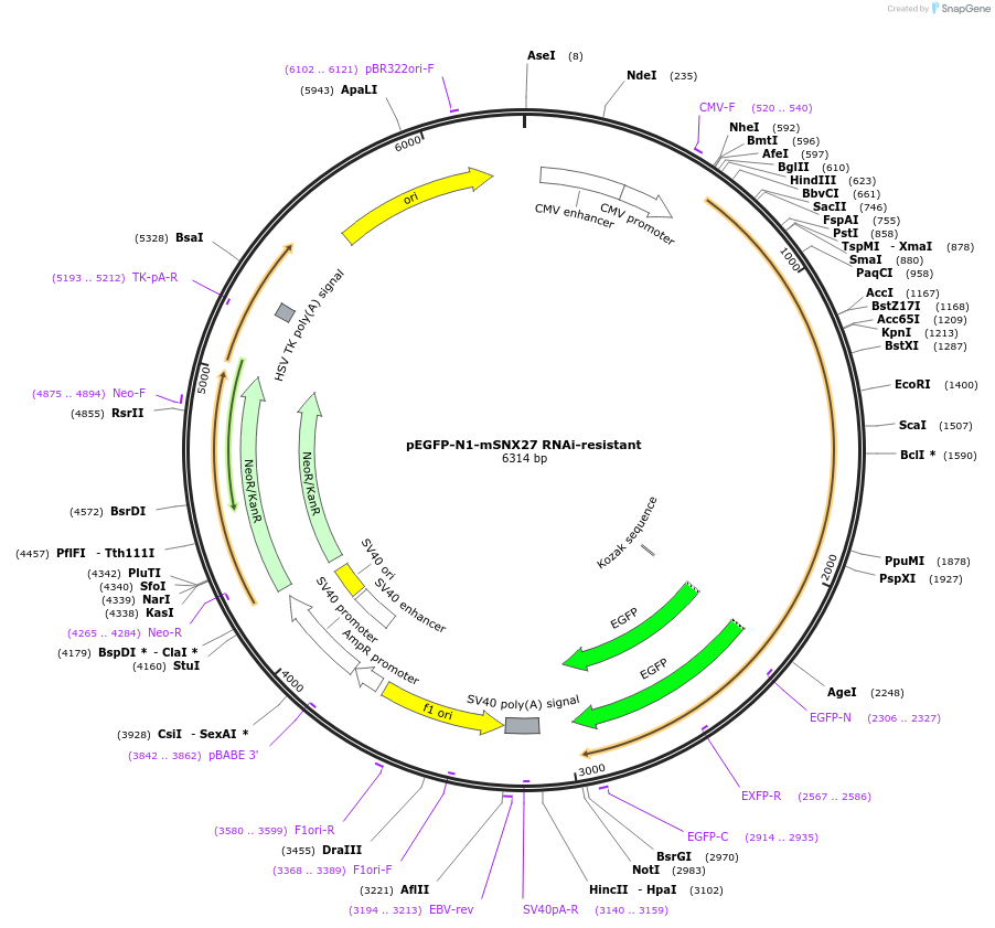 163620-plasmid-map-sequence-id-321951