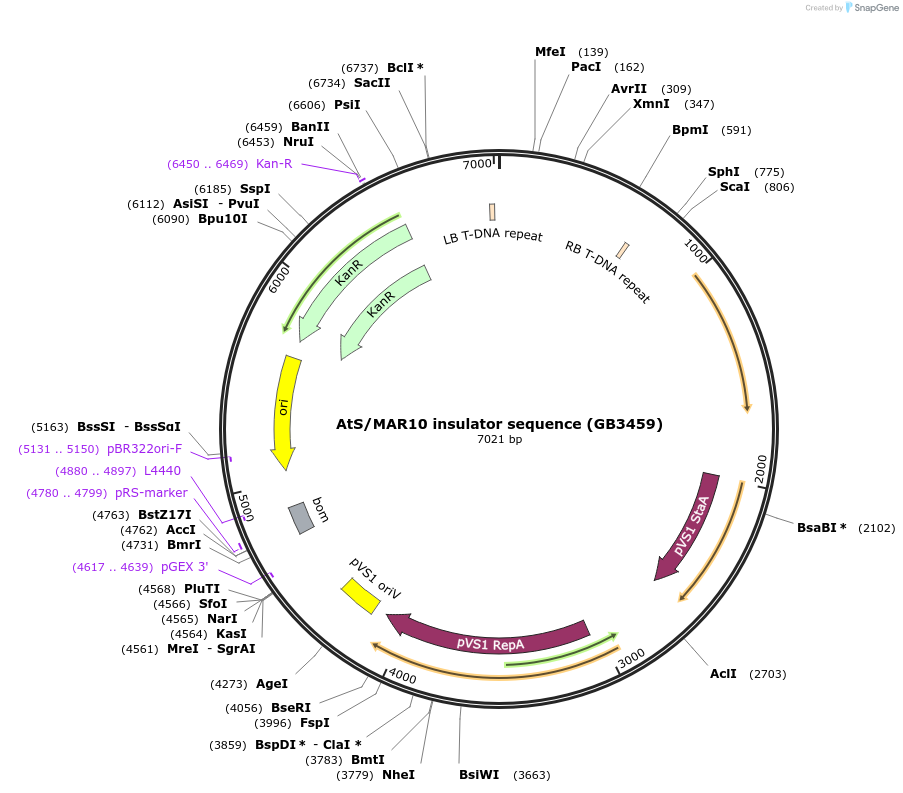 160639-plasmid-map-sequence-id-321955