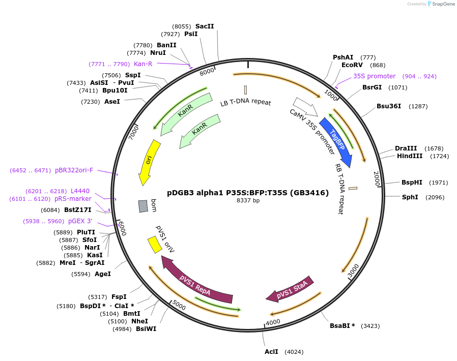 160637-plasmid-map-sequence-id-321961