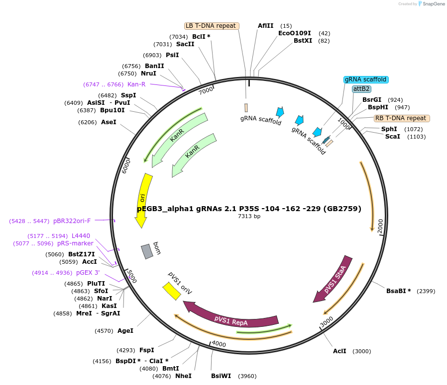 160631-plasmid-map-sequence-id-321967