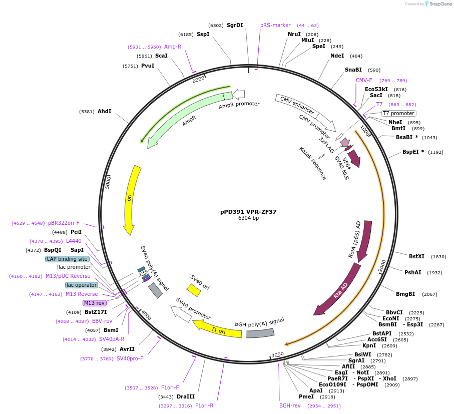 138839-plasmid-map-sequence-id-321968