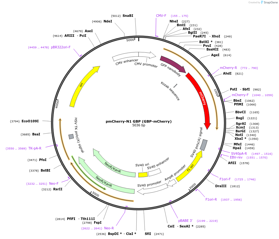 162879-plasmid-map-sequence-id-321986