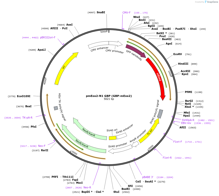 162876-plasmid-map-sequence-id-321989