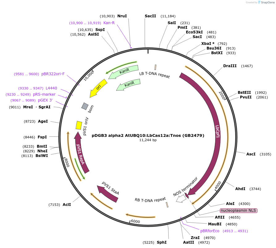 160629-plasmid-map-sequence-id-321990