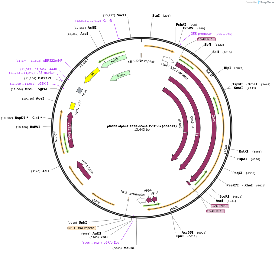 160626-plasmid-map-sequence-id-321994