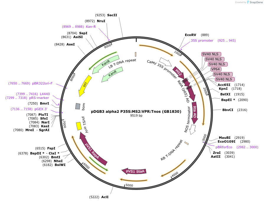 160624-plasmid-map-sequence-id-321996