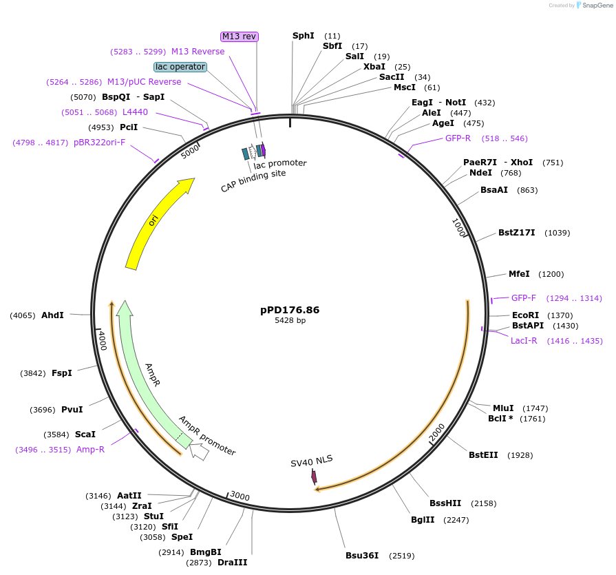 1716-plasmid-map-sequence-id-322