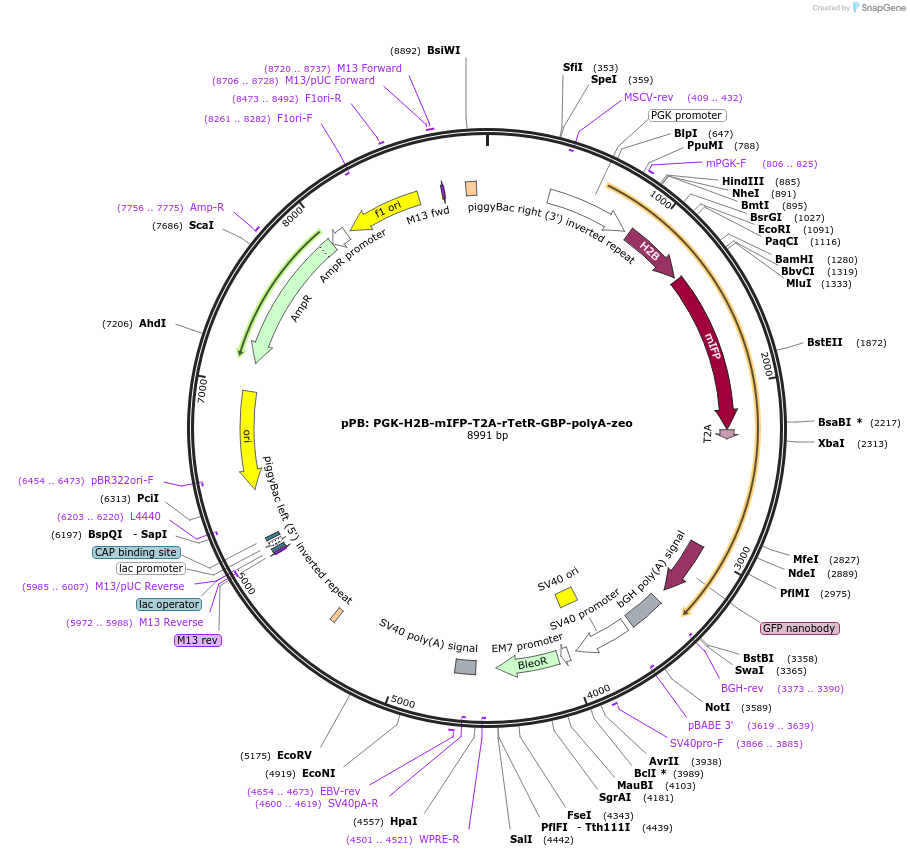 163084-plasmid-map-sequence-id-322008