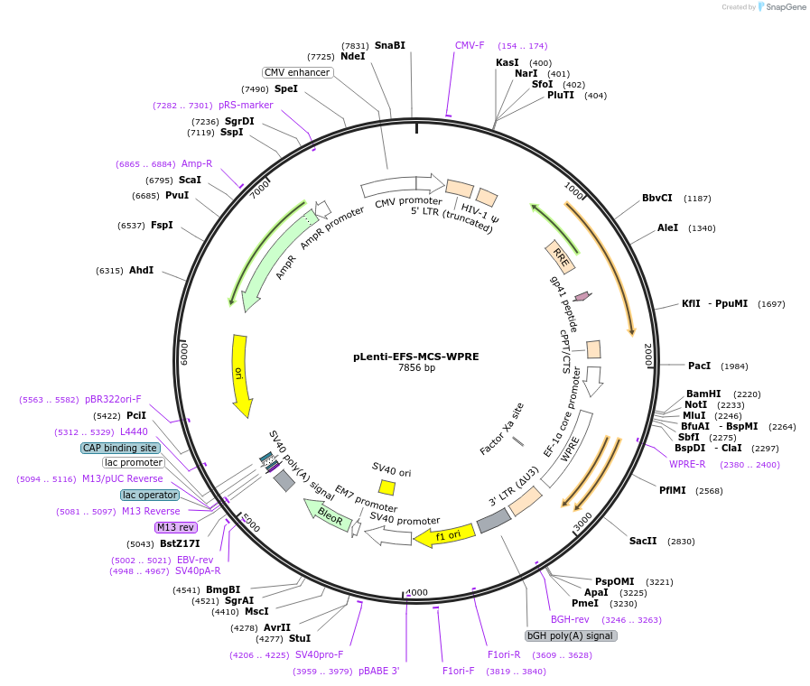 163362-plasmid-map-sequence-id-322009