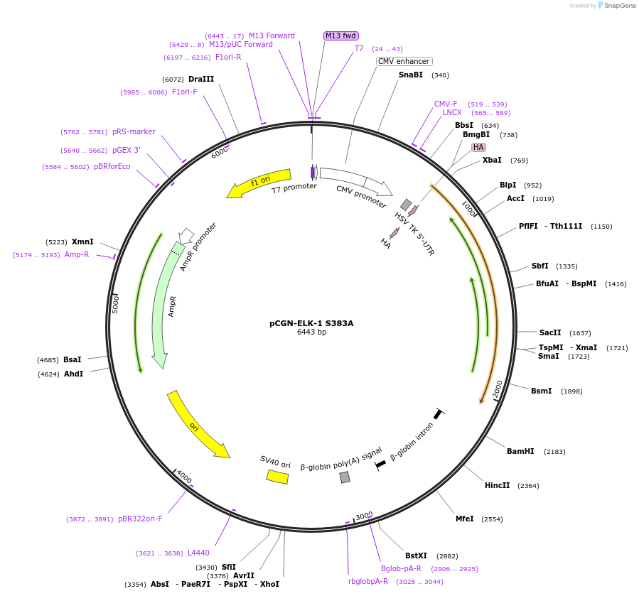 27160-plasmid-map-sequence-id-322018