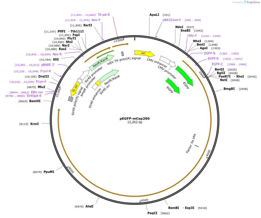 27379-plasmid-map-sequence-id-322023