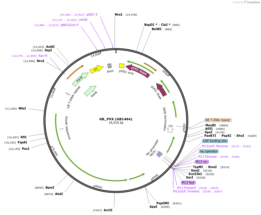 160612-plasmid-map-sequence-id-322027